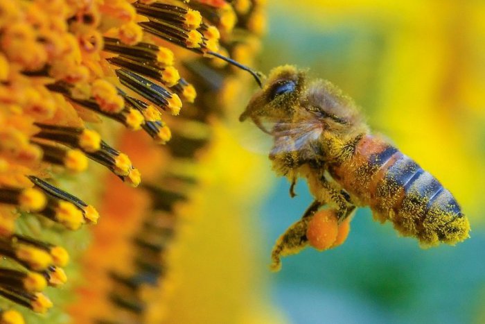 Ilustračný obrázok k článku Mestským včielkam sa podarilo vyrobiť viac medu ako pred rokom